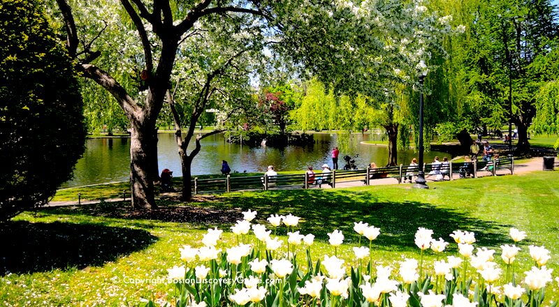 Tulips blooming in Boston's Public Garden in late April Tulips blooming in Boston's Public Garden in late April