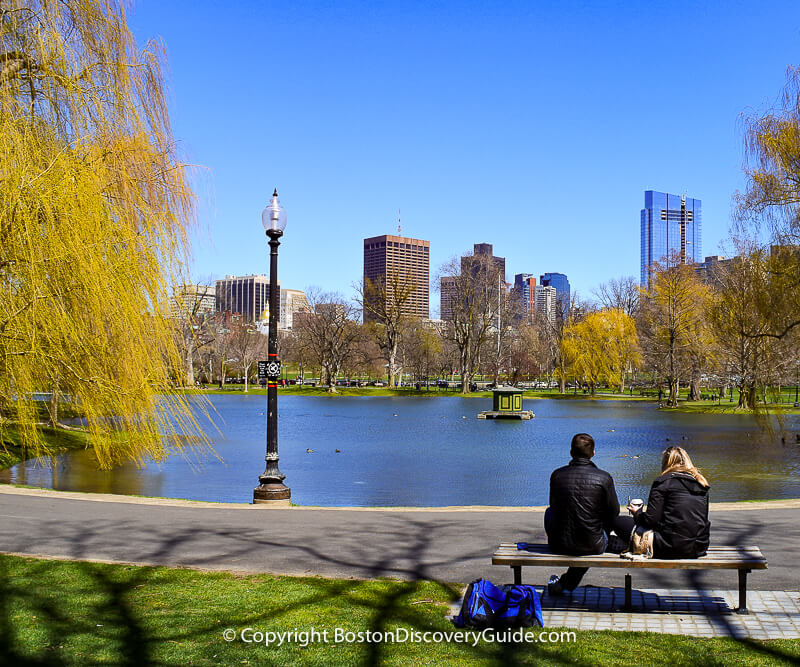 Golden weeping willows in Boston's Public Garden in early April Golden weeping willows in Boston's Public Garden in early April