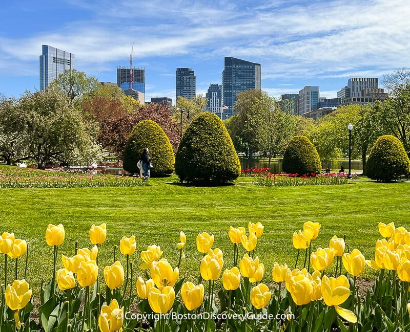 Boston's Public Garden in early May, across the street from The Newbury Boston Boston's Public Garden in early May, across the street from The Newbury Boston