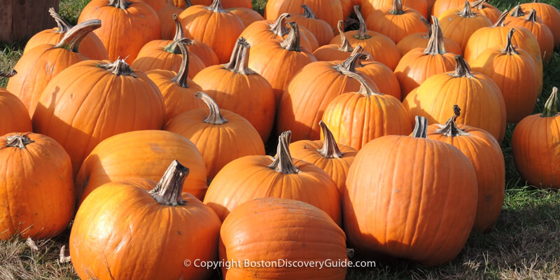 Boston Halloween Parade and Pumpkin Festival