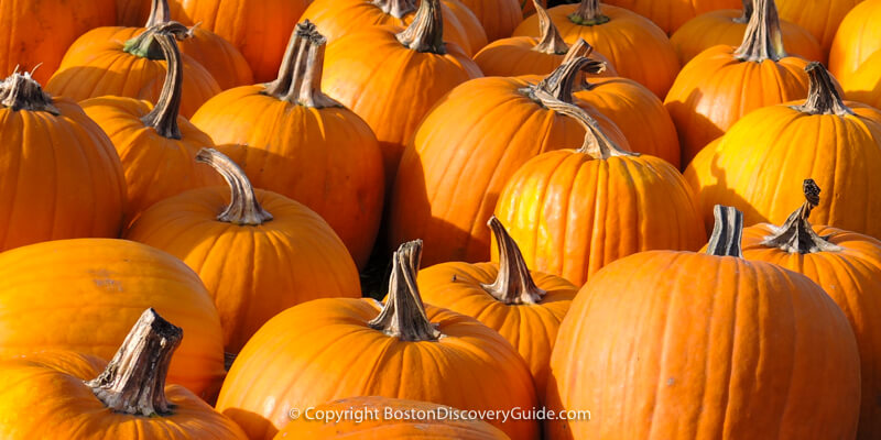 Savory stuffed pumpkin