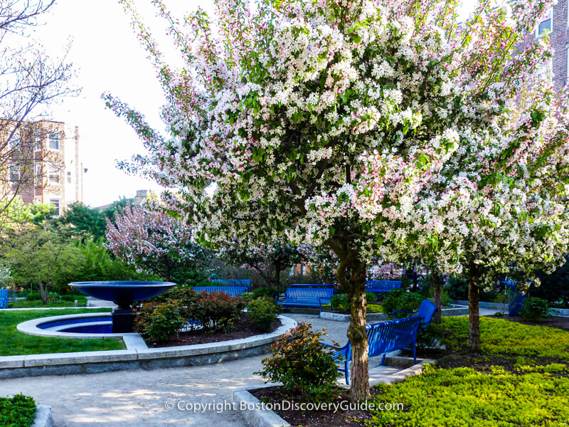 Boston's Ramler Park in early May Boston's Ramler Park in early May