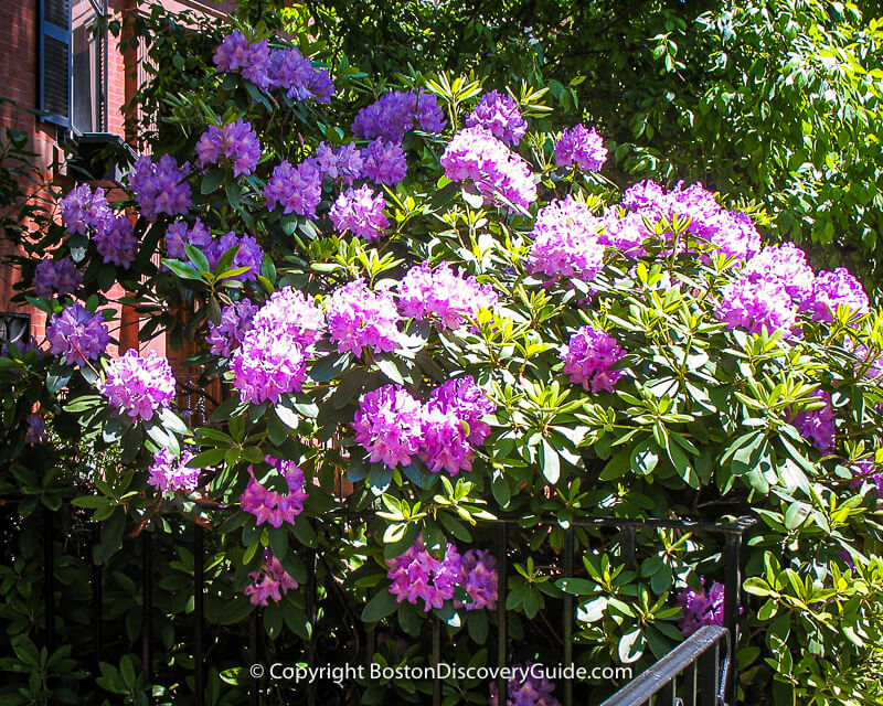 Rhododendrons blooming in Charlestown garden in June Rhododendrons blooming in Charlestown garden in June