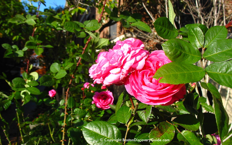 Boston weather in November - Roses in bloom in the Public Garden