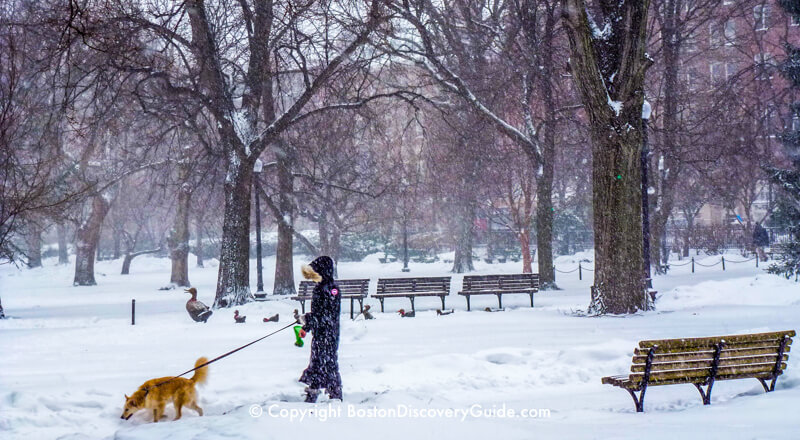 Boston Public Garden during an early January snowstorm Boston Public Garden during an early January snowstorm