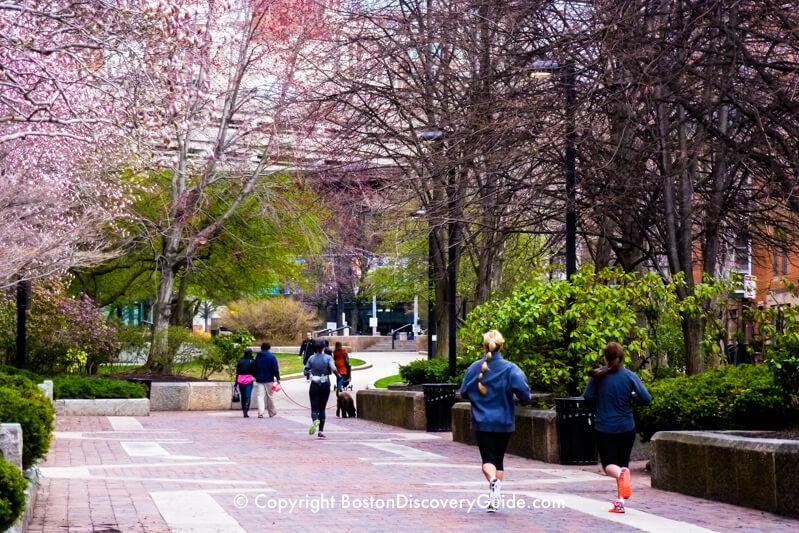 Southwest Corridor Park in Boston's South End with magnolias in full bloom in late April Southwest Corridor Park in Boston's South End with magnolias in full bloom in late April