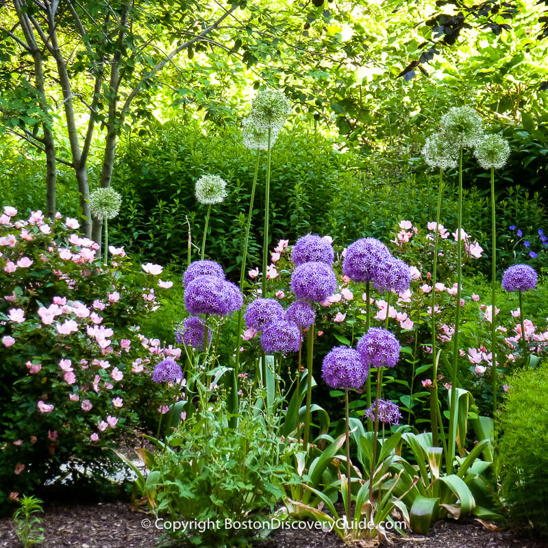Purple alliums and other spring flowers blooming in May along an edge of the Greenway near Dewey Square
