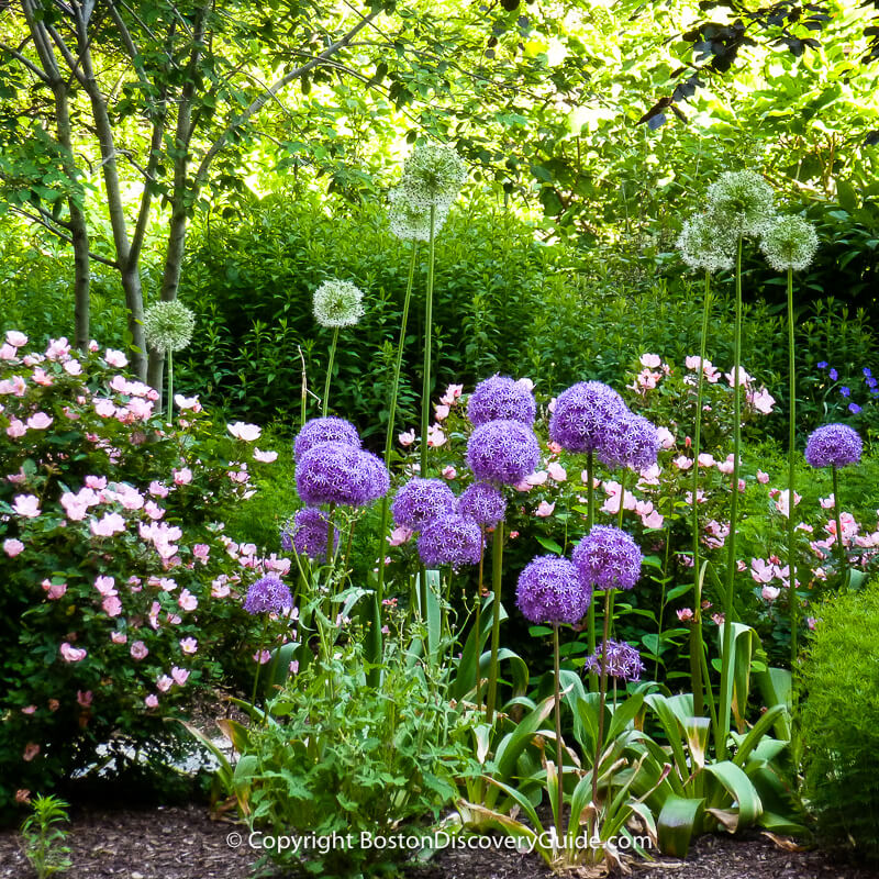 Purple alliums and other spring flowers blooming in May along an edge of the Greenway near Dewey Square Purple alliums and other spring flowers blooming in May along an edge of the Greenway near Dewey Square
