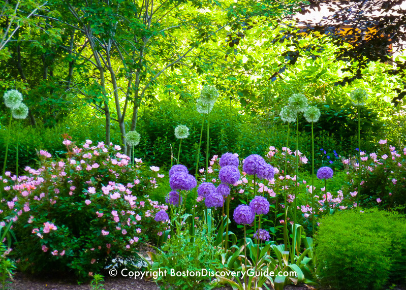 Spring Flowers in Boston | Garden Tours | Boston Discovery Guide