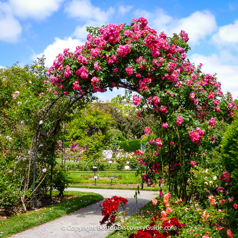 Roses in Kelleher Rose Garden in mid-June Roses in Kelleher Rose Garden in mid-June