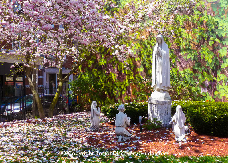 Magnolias blooming in late April in the "Peace Garden" courtyard in front of Saint Leonard's Church in Boston's North End