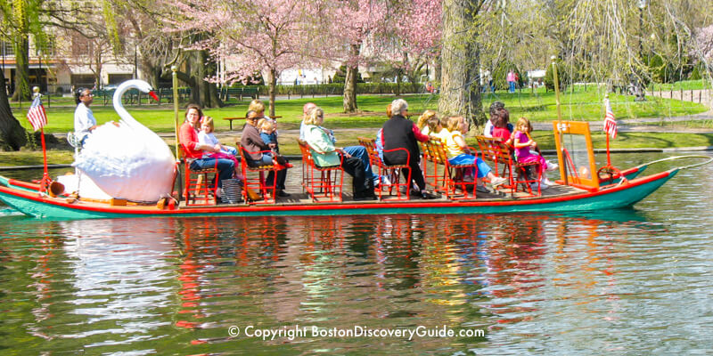 Swan Boats in Boston