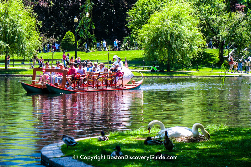 Real swans nesting next to the Lagoon as a Swan Boat glides by