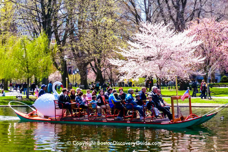 Swan boat passing Public Garden cherry trees in bloom during April