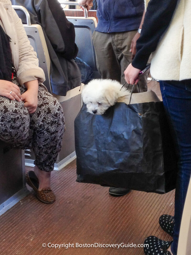Dog in a shopping bag on Boston's subway Dog in a shopping bag on Boston's subway
