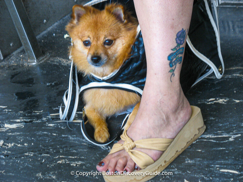 Small dog on the T's Red Line