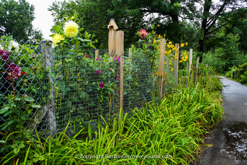 Public path in the Victory Gardens