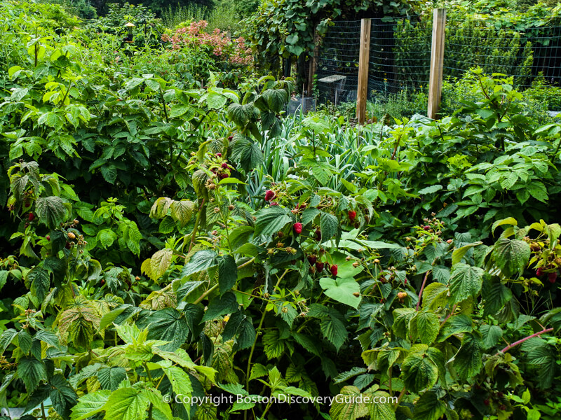 This garden contaiins a large raspberry patch