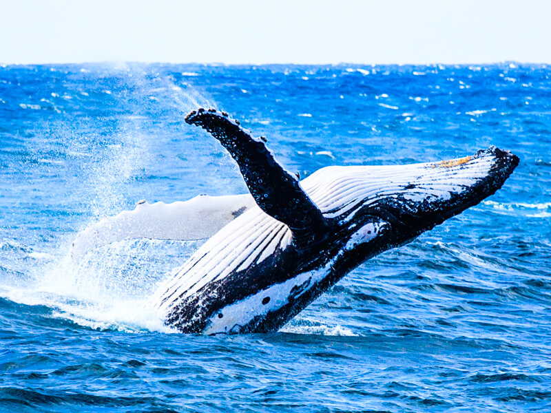 Look for breaching whales during your cruise - always a special sight! Look for breaching whales during your cruise - always a special sight!
