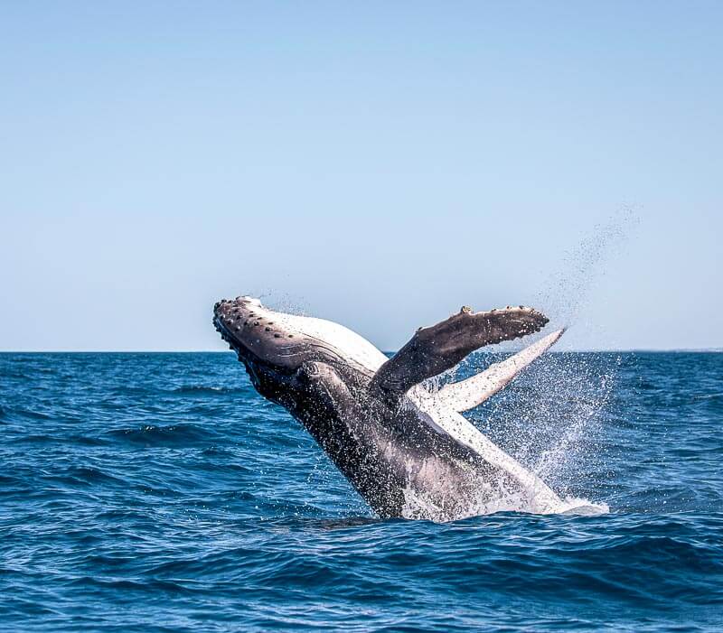 Look for breaching whales during your cruise - always a special sight!