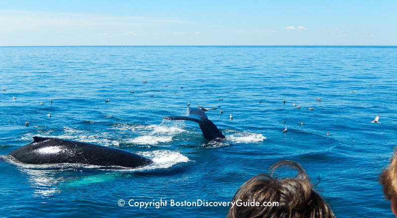 Boston Whale Watching tour - favorite Boston sightseeing tour for teens Boston Whale Watching tour - favorite Boston sightseeing tour for teens