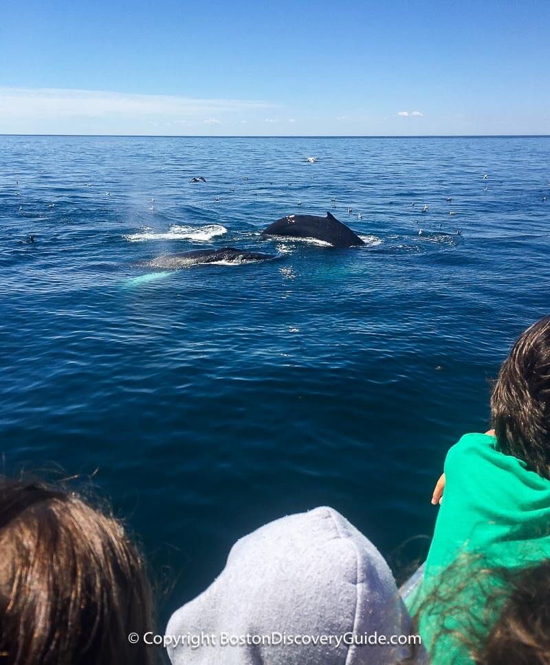 Photo from Boston whale watching tour