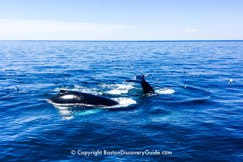Frolicking whales and sea birds seen during a whale watching cruise from Boston