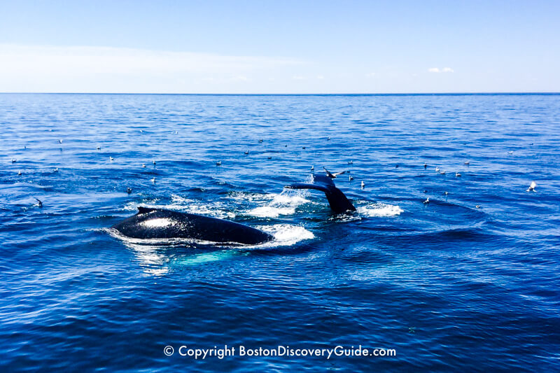 Frolicking whales and sea birds seen during a whale watching cruise from Boston