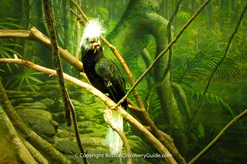 Inside Bird's World at the Boston Zoo