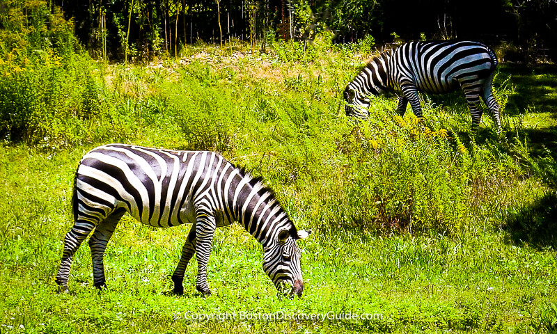 Zebras grazing at Boston's Franklin Park Zoo Zebras grazing at Boston's Franklin Park Zoo