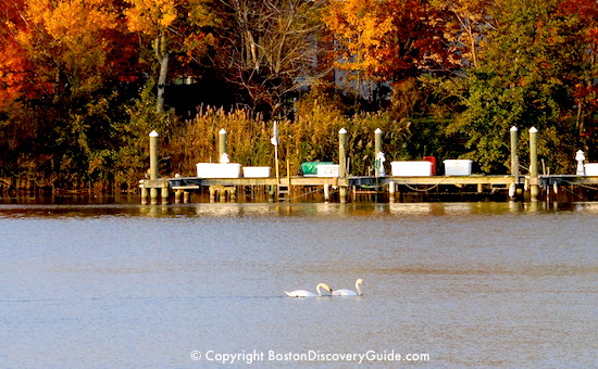 Swans swimming near Assembly Row Swans swimming near Assembly Row