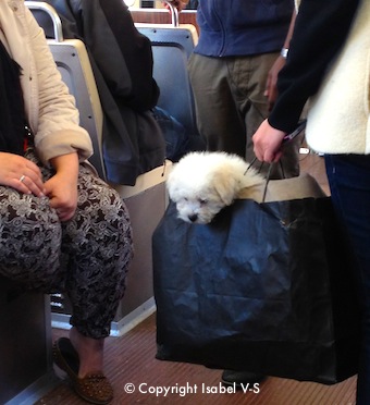 Dog in a shopping bag on Boston's subway Dog in a shopping bag on Boston's subway
