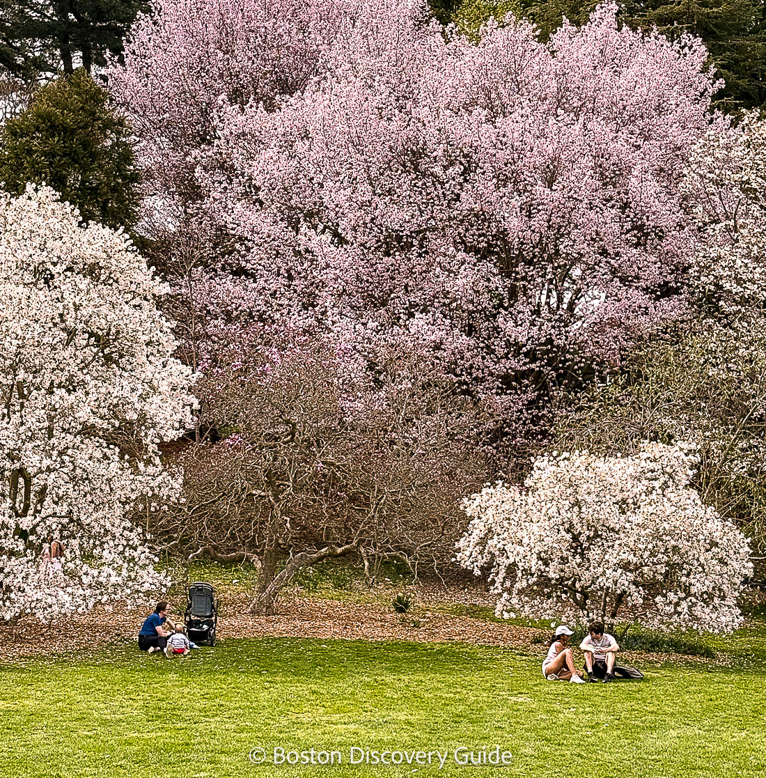 Cherry blossoms at Arnold Arboretum