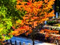 Fall foliage tours in Boston