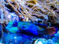 Coral reef in New England Aquarium