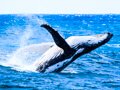 Whale breaching near Boston Harbor