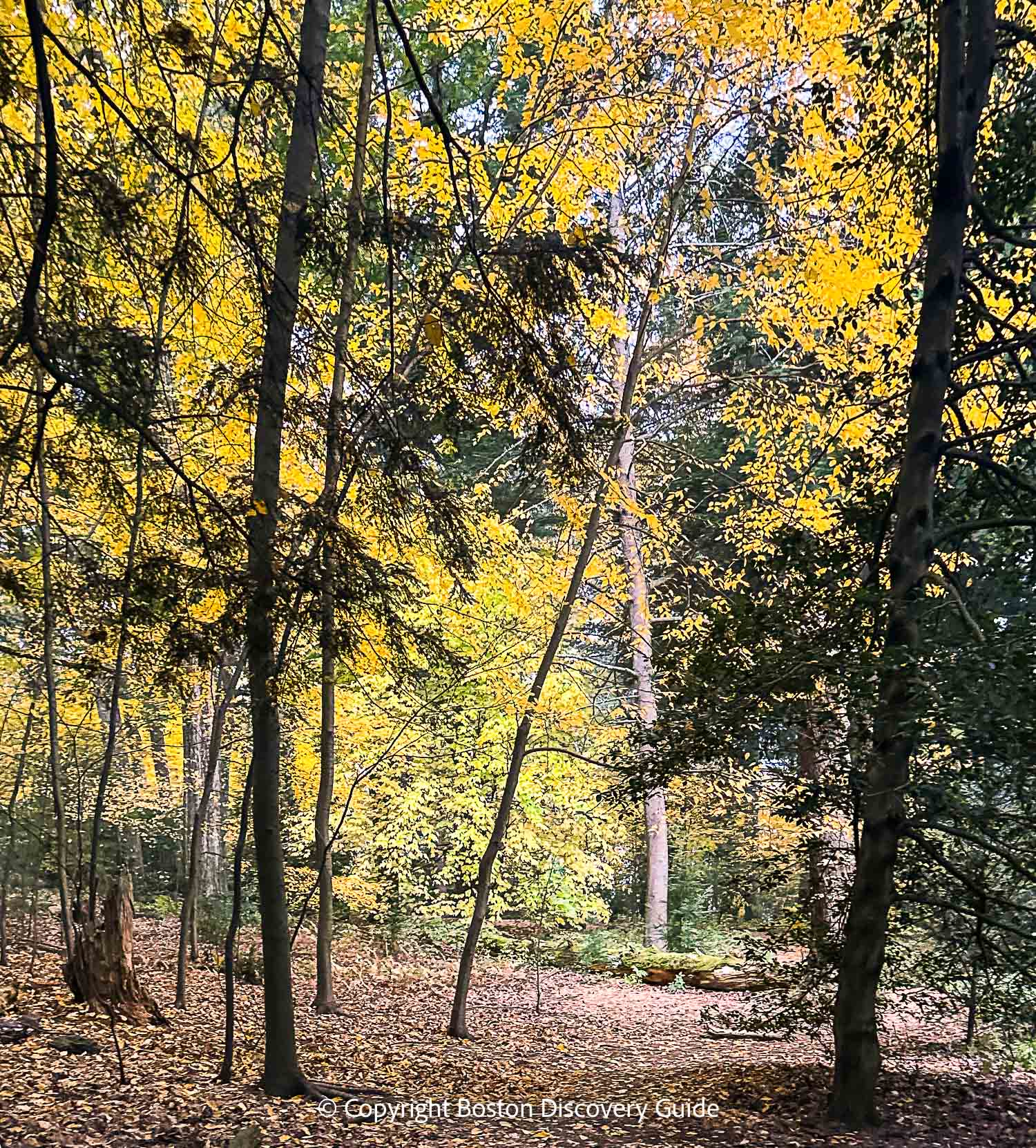 Brilliant orange leaves in the Arnold Arboretum