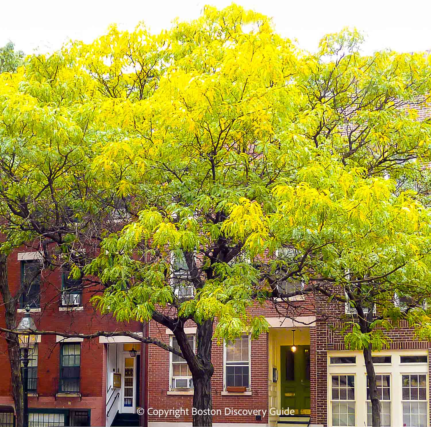 This ash tree in Bay Village is one of the first to change colors each year - I took this photo during the 2nd week of September This ash tree in Bay Village is one of the first to change colors each year - I took this photo during the 2nd week of September