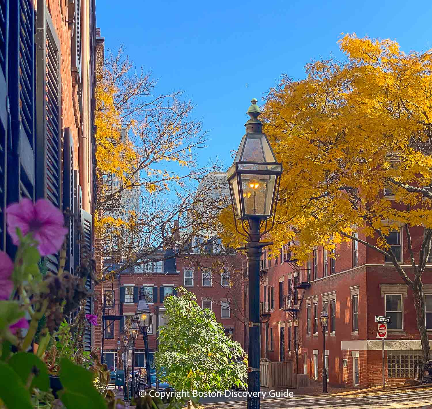 Golden leaves in Boston's historic Beacon Hill neighborhood Golden leaves in Boston's historic Beacon Hill neighborhood