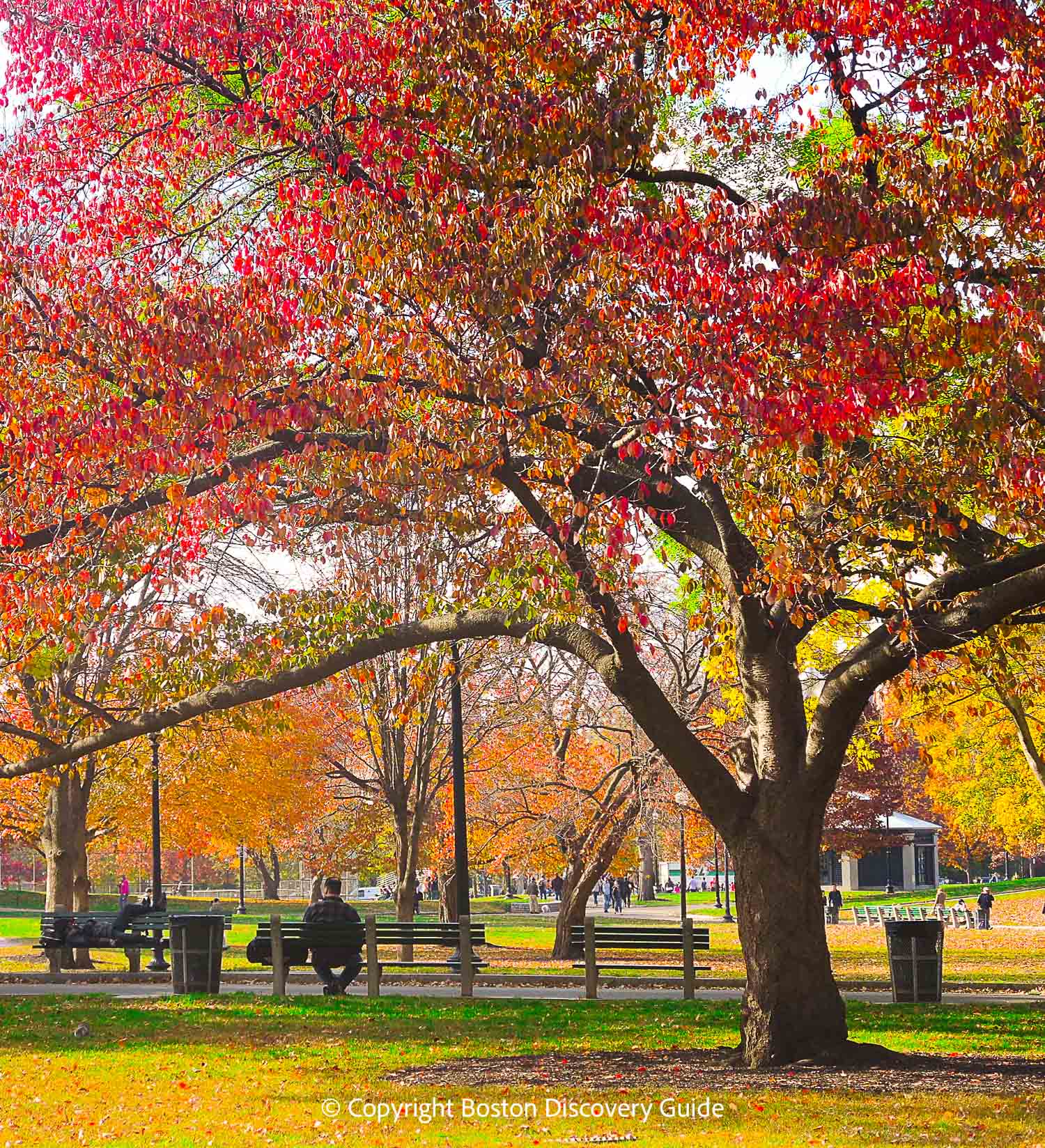 Boston Common in mid-November Boston Common in mid-November