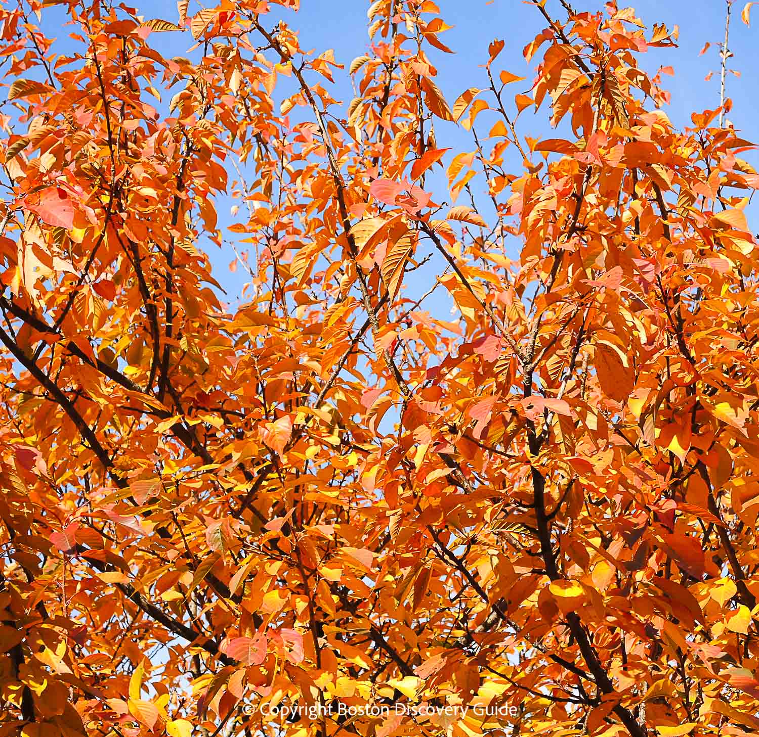 Brilliant orange leaves in the Arnold Arboretum