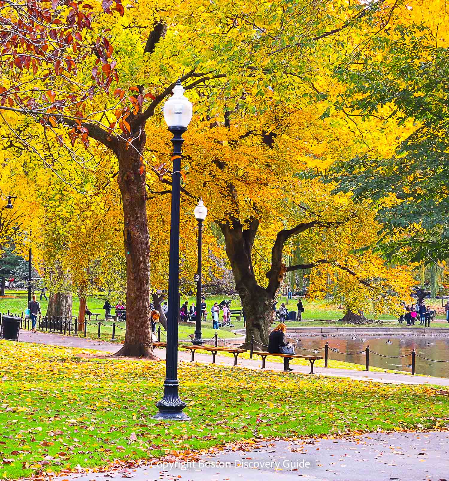 A sunny October Sunday afternoon highlights the golden foliage at the Public Garden A sunny October Sunday afternoon highlights the golden foliage at the Public Garden