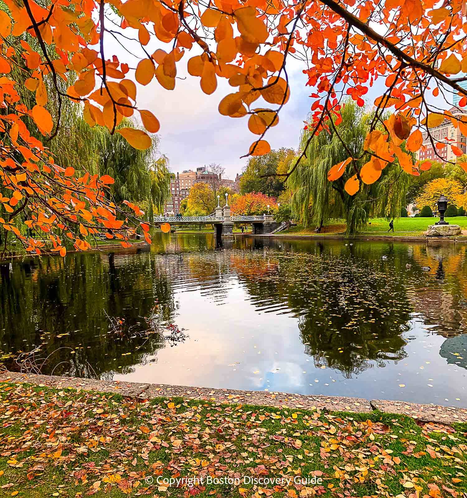 Fall foliage around the Lagoon in Boston's Public Garden turns beautiful shades of orange and gold in late October Fall foliage around the Lagoon in Boston's Public Garden turns beautiful shades of orange and gold in late October