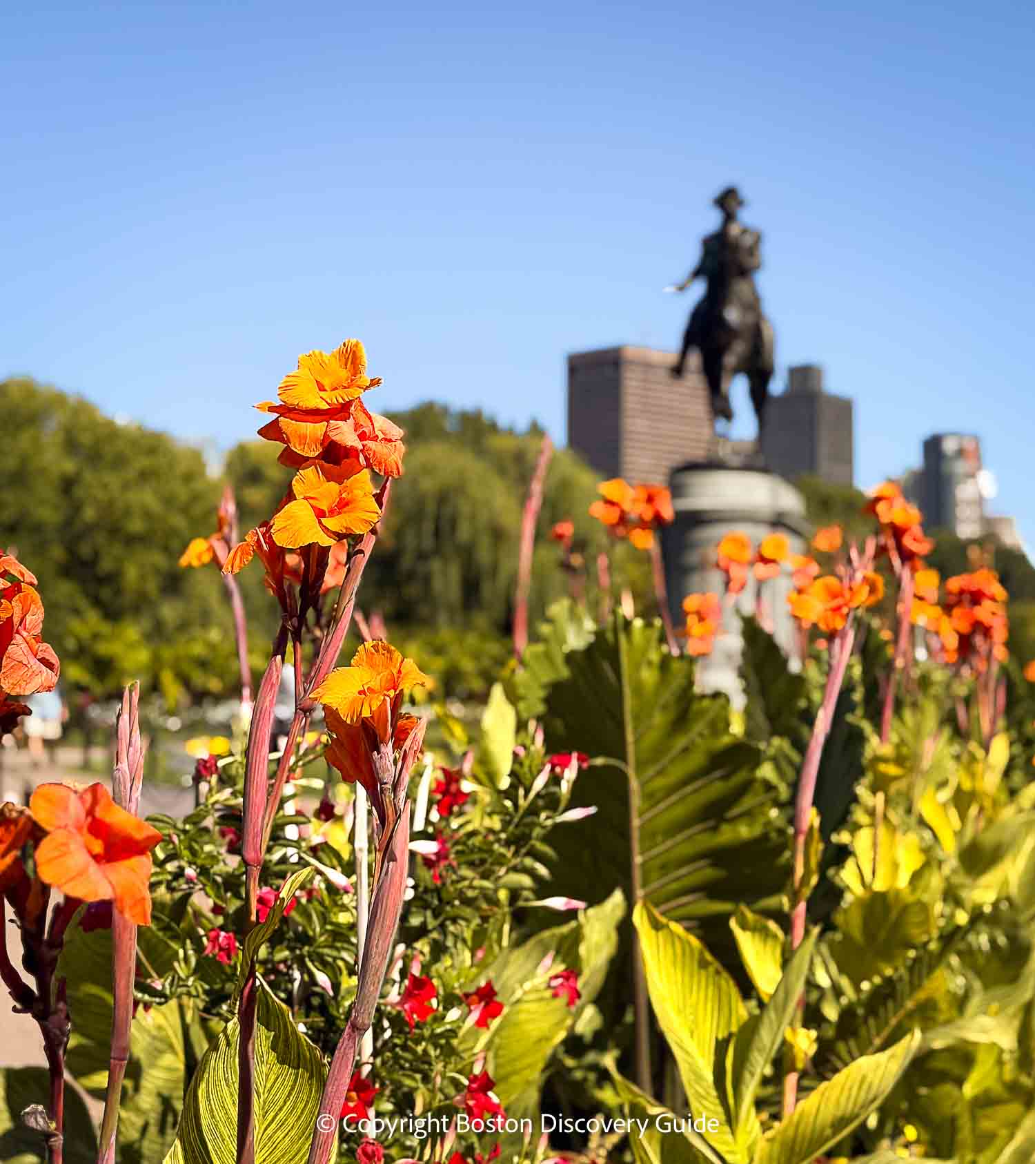 Fall colors on the cannas planted in front of the George Washington statue in the Public Garden Fall colors on the cannas planted in front of the George Washington statue in the Public Garden