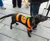 Halloween Pet Parade Halloween Pet Parade