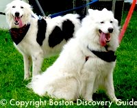 Blessing of the Animals ceremony in Boston's North End