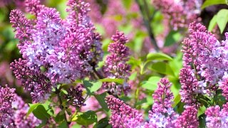 Lilac Sunday in Boston - Mother's Day Lilac Sunday in Boston - Mother's Day events