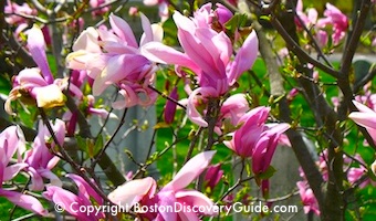 Magnolias blooming in Mt Auburn Cemetery in May