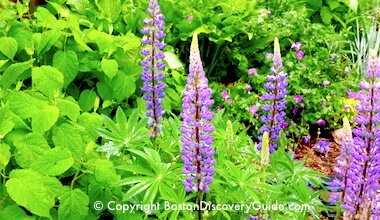 Lupines in a Cambridge garden Lupines in a Cambridge garden