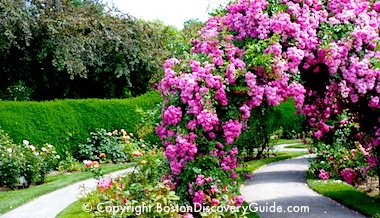 Back Bay Fens & Rose Garden tour information Back Bay Fens & Rose Garden tour information